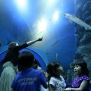 진천관상어 이미지