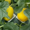 채원농장 이미지