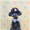 메리몰펫샵 이미지