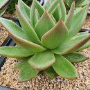 창전농장 이미지