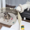 [심미] 세번째 임보일기 🤎 이미지