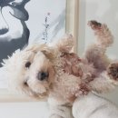 진북동물병원 이미지