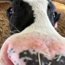 태기목장 이미지