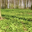 무지지천 이미지