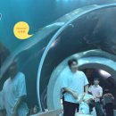 초양마루 | [사천] 아이랑 함께 아라마루 아쿠아리움 추천 관람후기 통합권 주차 슈빌 하마 하식이 바다사자 수달