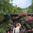 아미미술관 | [당진] 가볼만한 곳 추천｜아미미술관 장미정원과 카페 후기