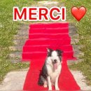 Fall in dog 이미지