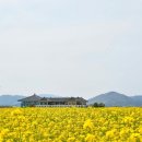 파란 하늘 아래 환상적인 노란 물결"... 5월 가볼만한 국내 유채꽃 명소 추천 이미지