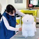개인정애견샵 | [창원애견미용학원] 퇴근길에 고민만 하던 애견미용, 창원에서 ‘기술’로 바꾸는 방법!