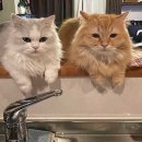 요리하는 집사 이미지