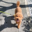 장안근린공원 내 | 단대오거리 희망대근린공원 · 성남시박물관 반려견놀이터 이용안내 후기
