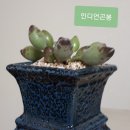 리치아이 이미지