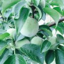 유황가농장 이미지