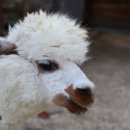 도담 염소농장 이미지