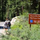 자이언트포레스트 이미지