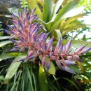 NY Botanical Garden, Orchid Show(04/10/26)-II 이미지