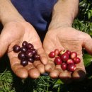 체리콩커피 이미지