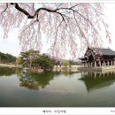 경복궁(景福宮)]경회루(慶會樓)의 봄맞이...백야님이 이미지