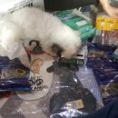 강아지 천국 이미지