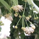 박상진8로R | [활엽수] 피나무