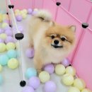 멍찌애견유치원 이미지