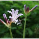 어물동마애여래좌상 이미지