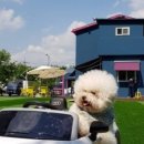 봉봉애견 이미지