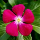 사랑합니다-희망 이미지