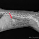 선부중앙동물의료센터 이미지