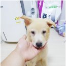 맹수 농장 이미지