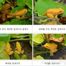 황금개구리 이미지