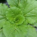 무지개회집 이미지