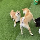 도담당 네이버블로그