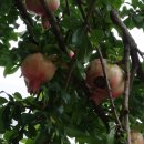 다산과 풍요의 상징ㅡ 석류 이미지
