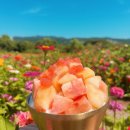 새천년3단지(아) | [경주 보문단지 브런치카페] 야드ㅣ프렌치토스트 맛집ㅣ내돈내산 후기