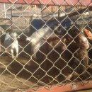 별난염소농장 이미지