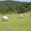 제주의 제주마 이미지