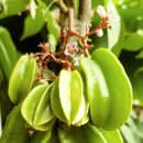 (주)스타후르츠 이미지