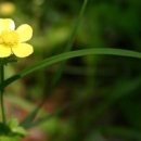 꽃과 그늘 이미지