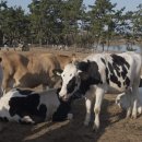 아띠목장 이미지