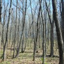 임곡초교 이미지