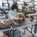 본애견미용실 이미지