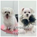 AOW(아오와) 이미지