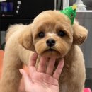 희야네 애견미용실 이미지