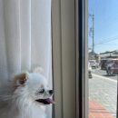 수아리아리애견 네이버블로그