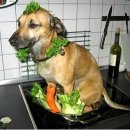 개밥그릇 이미지