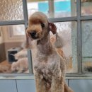 달이네 애견미용실 이미지