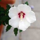 화성무궁화 이미지