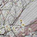 진산대로 이미지