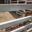 행복한사슴농장 이미지